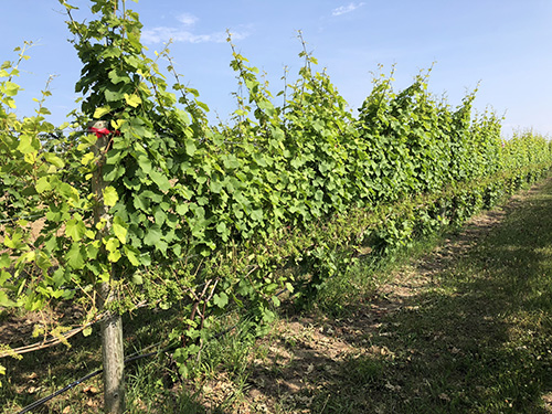 Fig 12_July 11 2018_1 (post-leaf removal at ~ buck shot stage of development_before shoot hedging)